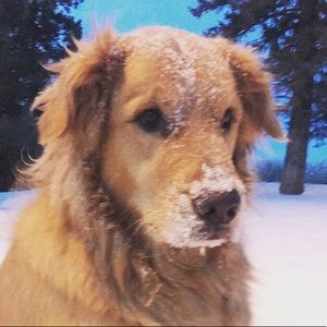 Meet your Posher, Abby